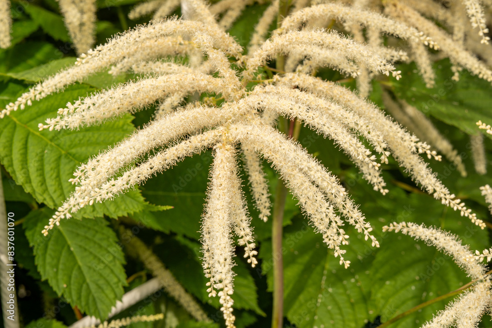 Close-up of the inflorescence of the goat's beard (Aruncus dioicus), an attractive ornamental shrub Close-up of the inflorescence of the goat's beard (Aruncus dioicus), an attractive ornamental shrub