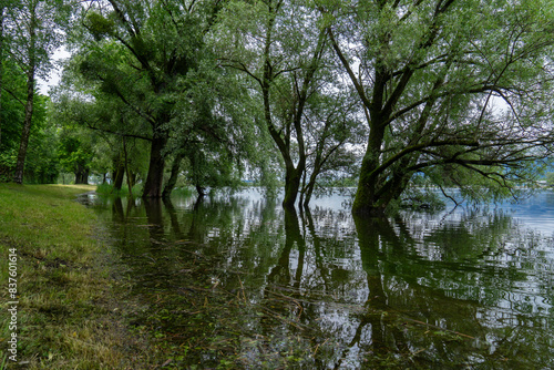 reflection of trees in water after a flooding of the lake