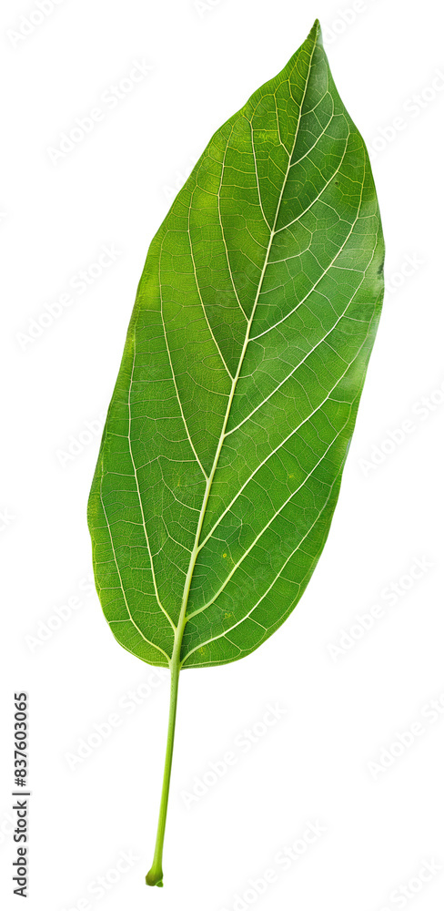 Fototapeta premium Close-up of a single green leaf against a white background, showcasing detailed veins and natural texture.
