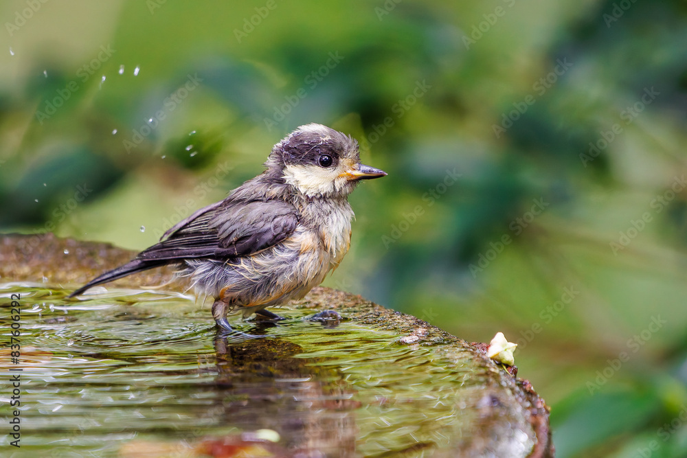Fototapeta premium 泉で水浴びをする可愛いヤマガラ（シジュウカラ科）の幼鳥。日本国神奈川県秦野市、弘法山公園、権現山バードサンクチュアリにて。 2022年7月撮影。A lovely juvenile Varied Tit (Sittiparus varius) bathing in a spring. 