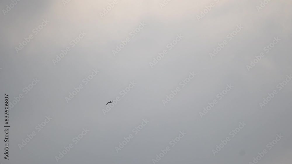 seagull is flying in the sky above a cloudy blue sky. The bird is flying low to the ground, and it is the only object in the image. seagull is flying in the sky above a cloudy blue sky. The bird is flying low to the ground, and it is the only object in the image.