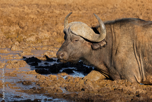 Portrait of an African buffalo  Syncerus caffer  in a muddy waterhole  Mokala National Park  South Africa.