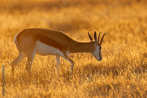 Springbok antelope (Antidorcas marsupialis) in grassland at sunset, Mountain Zebra National Park, South Africa.