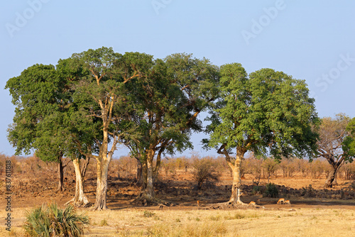 Large African sycamore fig trees (Ficus sycomorus) with impala antelopes, Kruger National Park, South Africa.