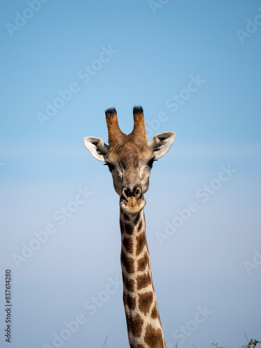 Angola-Giraffe.(Giraffa camelopardalis angolensis)