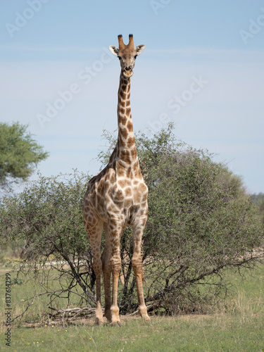 Angola-Giraffe. Giraffa camelopardalis angolensis 
