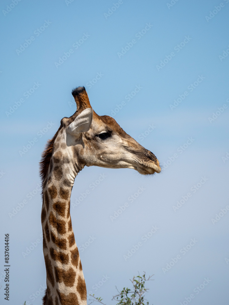 Angola-Giraffe.(Giraffa camelopardalis angolensis) Angola-Giraffe.(Giraffa camelopardalis angolensis)