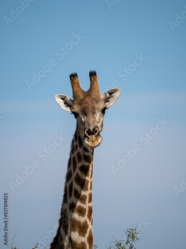 Angola-Giraffe. Giraffa camelopardalis angolensis 