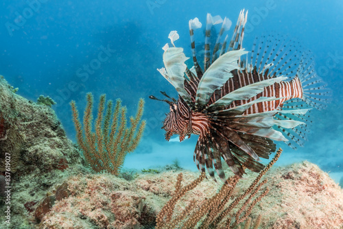 Lion fish in a reef