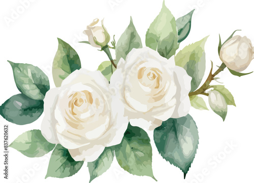 Watercolor white rose flowers, vector illustration