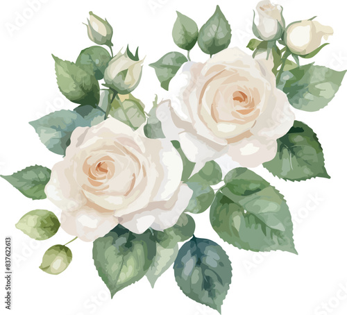Watercolor white rose flowers, vector illustration