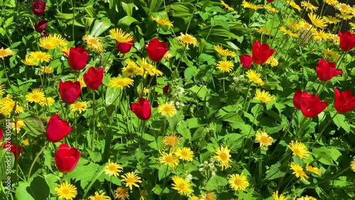 Red tulips and yellow elecampane flowers in dense plant garden, Latvia photo