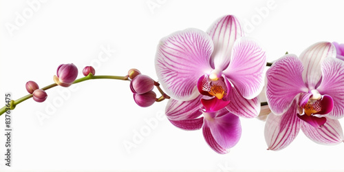 Purple orchid flower isolated on white background