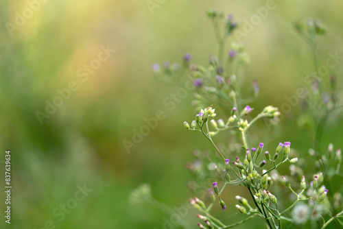 flowers in the meadow