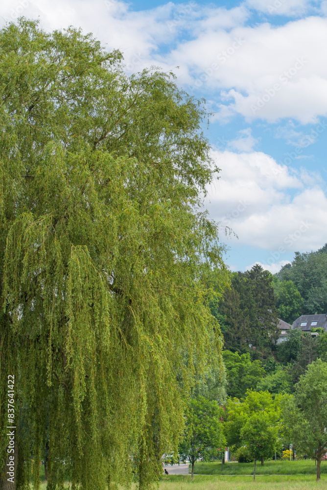 Fototapeta premium A tall willow tree against the backdrop of a rolling suburban landscape and a bright blue sky. vertical photo