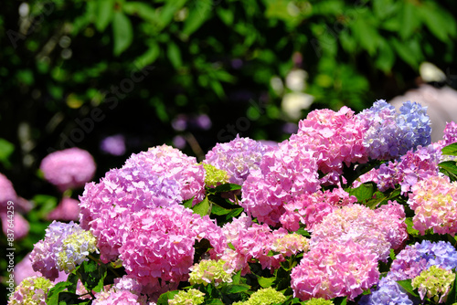 明るい綺麗な紫陽花の初夏