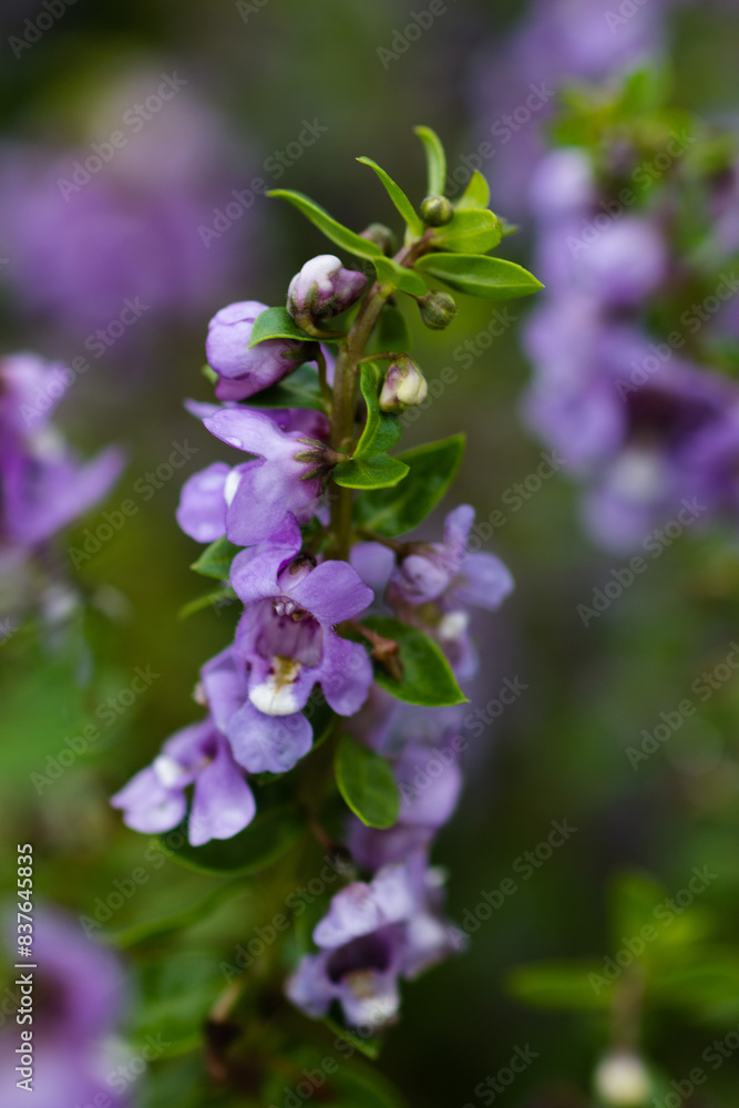 Flowers in the rainy season look juicy, fresh and beautiful. After the rain there will be water droplets on them. I love it in the rainy season. Flowers in the rainy season look juicy, fresh and beautiful. After the rain there will be water droplets on them. I love it in the rainy season.