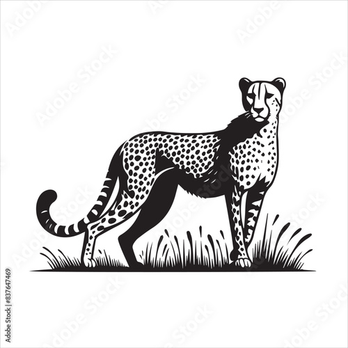 vector illustration of the asiatic cheeta on white background