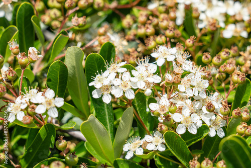 Pyracantha koidzumii, Formosa firethorn or Taiwan firethorn, is a species of plant in the family Rosaceae. Monterey Park, Los Angeles, California Plants photo