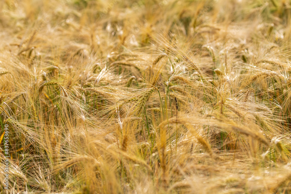 Fototapeta premium Ein Gerstenfeld mit goldenen Ähren