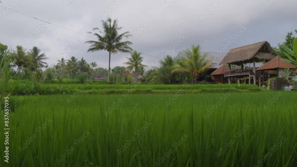 A tranquil scene of traditional thatched-roof buildings nestled among palm trees and rice paddies on Bali island. Showcasing the serene beauty and rustic architecture of rural Indonesia. Pan left shot A tranquil scene of traditional thatched-roof buildings nestled among palm trees and rice paddies on Bali island. Showcasing the serene beauty and rustic architecture of rural Indonesia. Pan left shot
