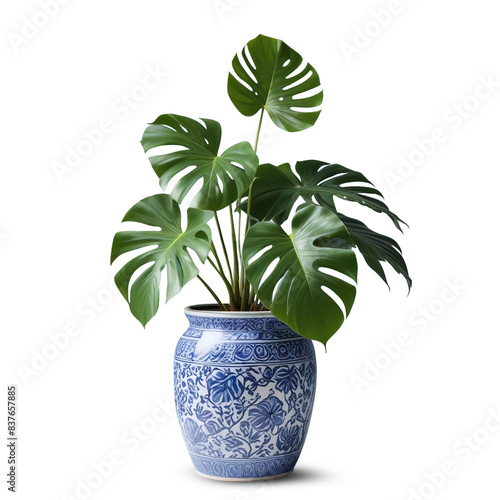 Monstera plant in a Porcelain vase