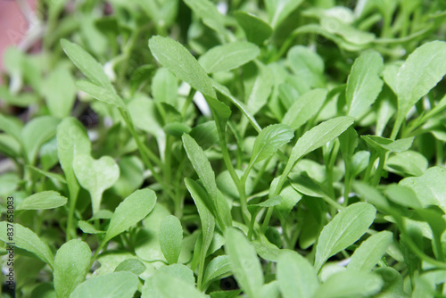 Texture of light green mustard leaves in the garden