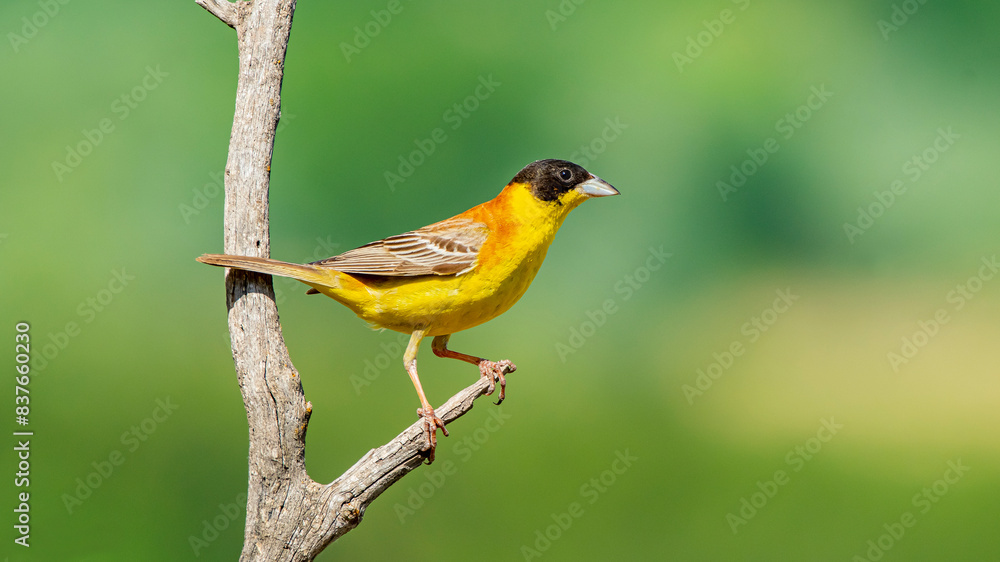 Black-headed Bunting (Emberiza melanocephala) migrates from Africa to Asia and Europe to breed in summer. The Tigris Valley in Diyarbakır is a good breeding ground for these birds. Black-headed Bunting (Emberiza melanocephala) migrates from Africa to Asia and Europe to breed in summer. The Tigris Valley in Diyarbakır is a good breeding ground for these birds.