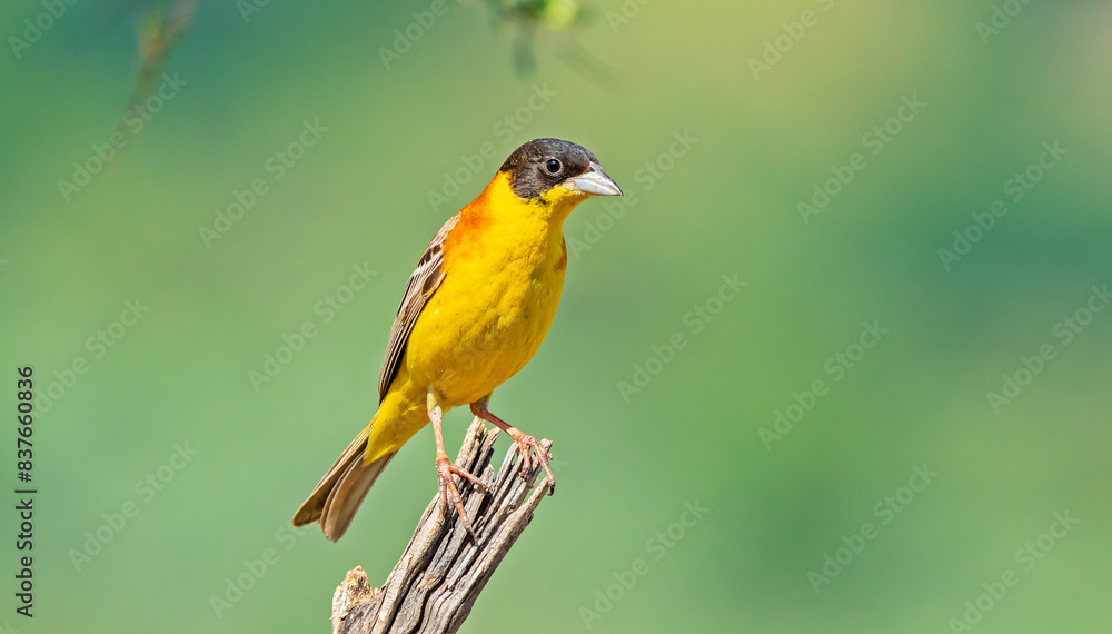 Black-headed Bunting (Emberiza melanocephala) migrates from Africa to Asia and Europe to breed in summer. The Tigris Valley in Diyarbakır is a good breeding ground for these birds. Black-headed Bunting (Emberiza melanocephala) migrates from Africa to Asia and Europe to breed in summer. The Tigris Valley in Diyarbakır is a good breeding ground for these birds.