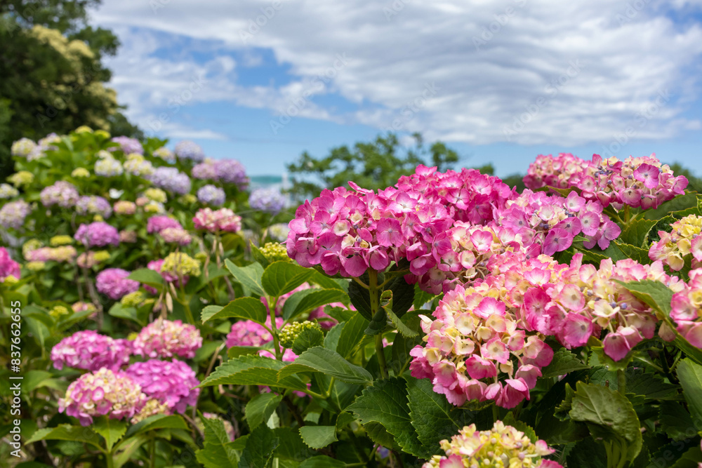 晴れた日の紫陽花 晴れた日の紫陽花