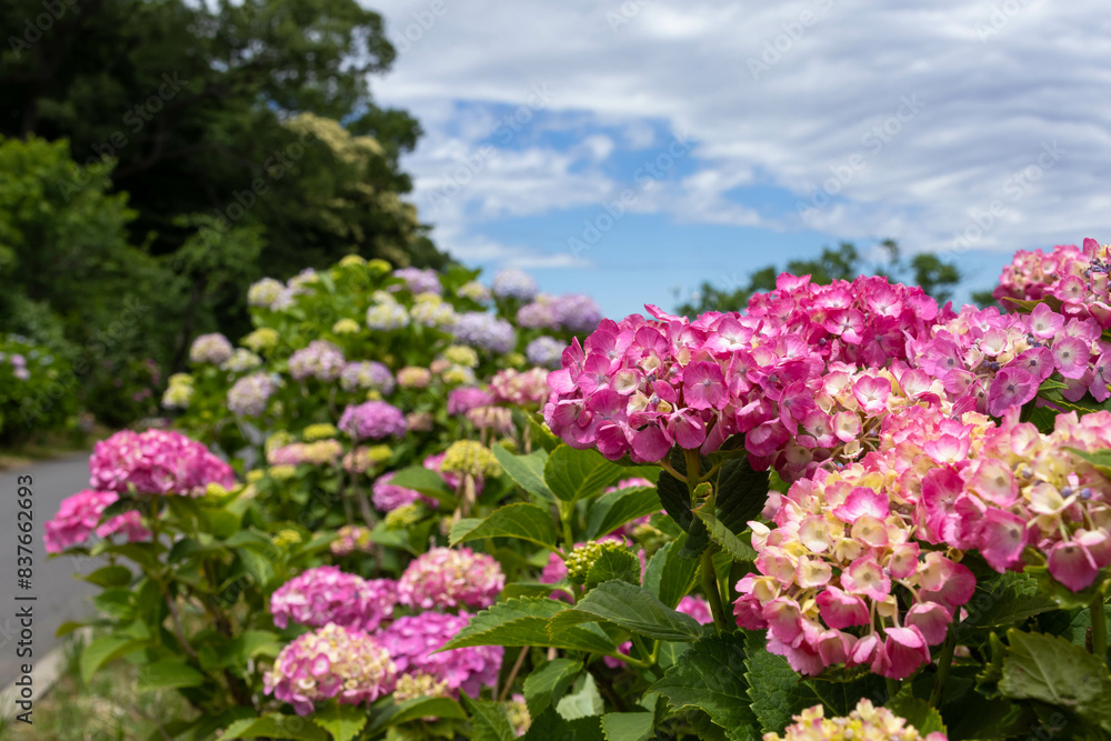 晴れた日の紫陽花 晴れた日の紫陽花