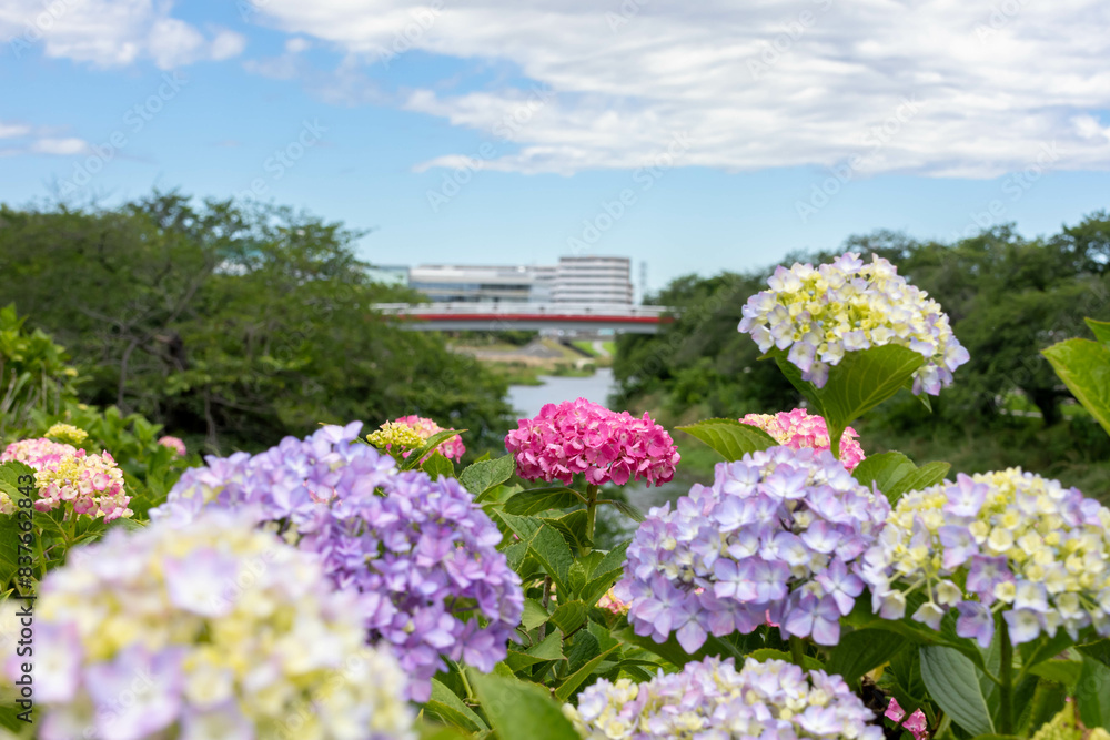 晴れた日の紫陽花