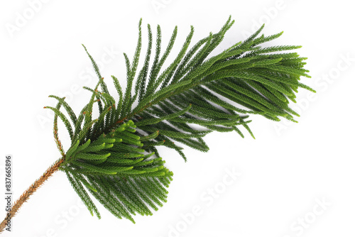 Green leaves of Norfolk pine tree isolated white background