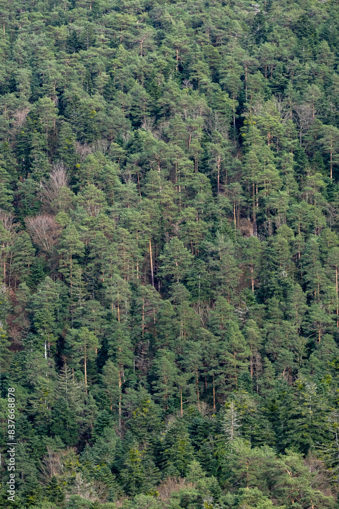 Forêt de sapins Forêt de sapins
