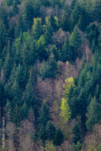 Forêt de sapins © MARC MEINAU