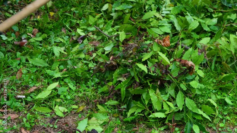 workers cutting bushes in the garden and collecting leaves ,gardening . workers cutting bushes in the garden and collecting leaves ,gardening .