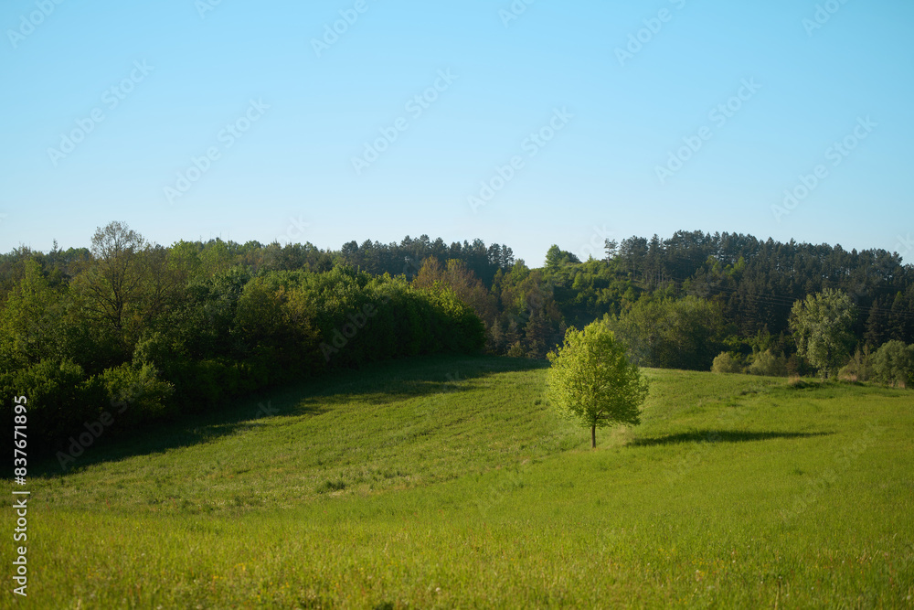 single tree thrives in a verdant meadow, bathed in sunlight single tree thrives in a verdant meadow, bathed in sunlight