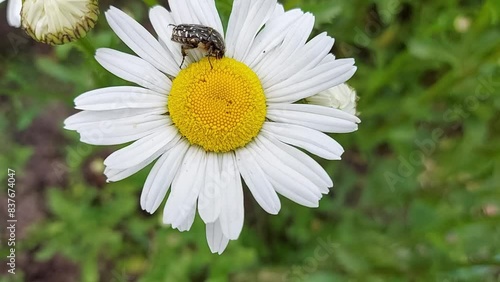 A black beetle with white spots crawls on a chamomile and eats nectar. insect