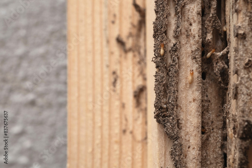 Photos Group of the small termite destroy timber, termites eat wood and destroy buildin