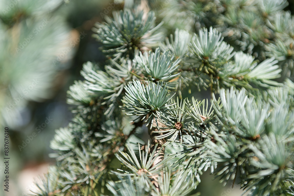 Texture naturelle pin et sapin, verte Texture naturelle pin et sapin, verte