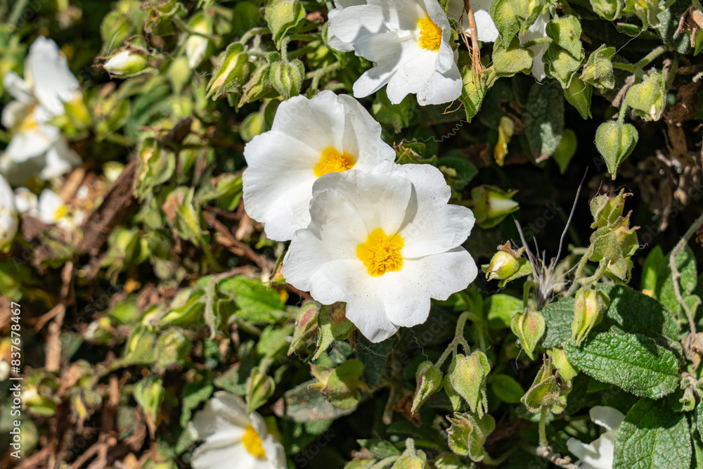 Cistus salviifolius, sage-leaved rock-rose, salvia cistus or Gallipoli rose, is a shrub of the family Cistaceae. Plants at Griffith Observatory, Los Angeles, California Cistus salviifolius, sage-leaved rock-rose, salvia cistus or Gallipoli rose, is a shrub of the family Cistaceae. Plants at Griffith Observatory, Los Angeles, California