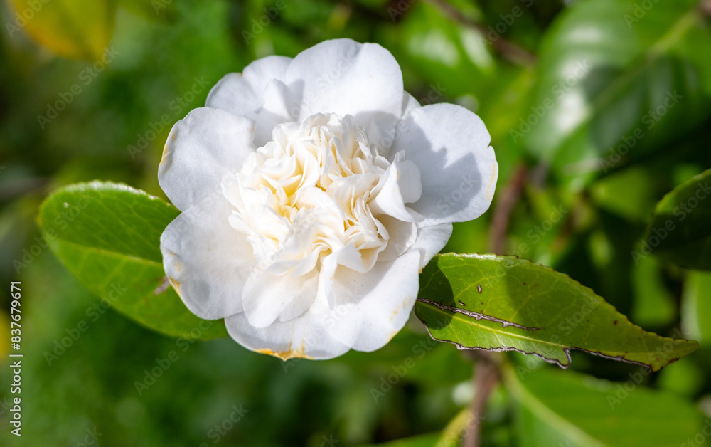 Flowers in nature outdoors. Spring landscape of flowers. Flowers in nature outdoors. Spring landscape of flowers.