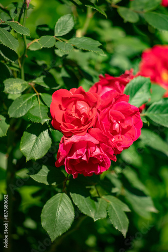 Rose flowers in nature outdoors.