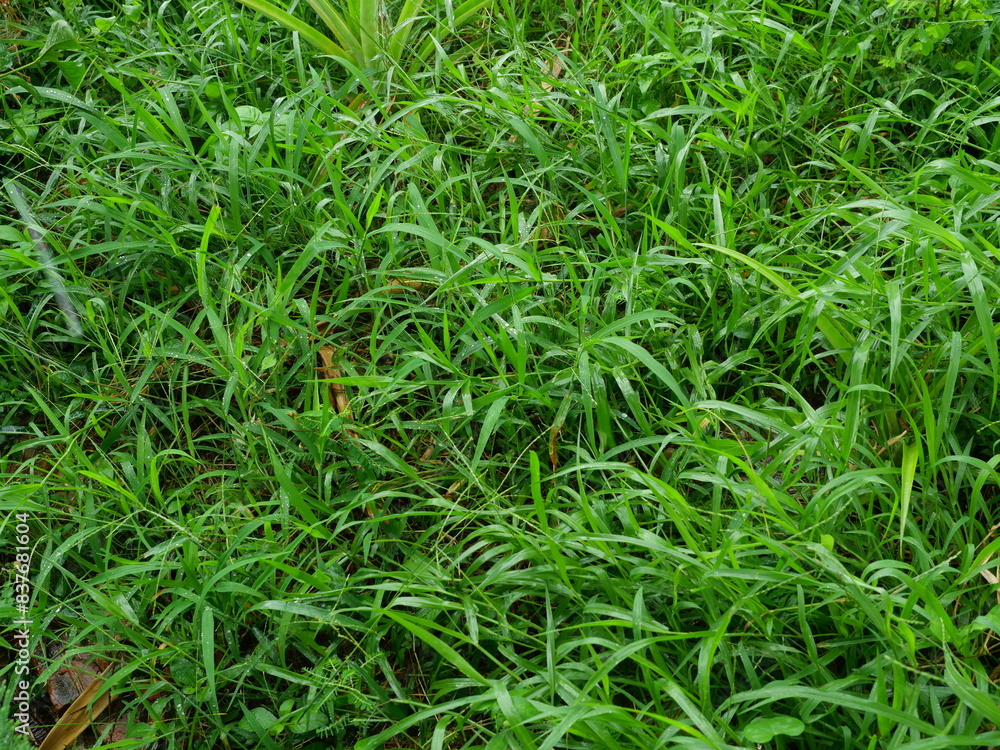 Green grass is wet and full of water drops during rainy season, The freshness of rain Green grass is wet and full of water drops during rainy season, The freshness of rain