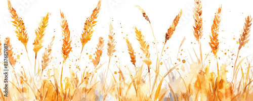 Wheat on white background watercolor hand drawn illustration