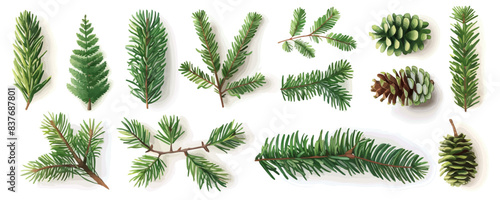 set of illustration of spruce twigs. pine leaves. leaf isolated on a white background