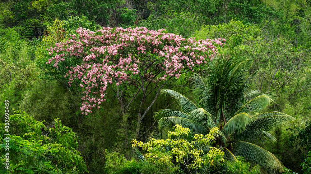Fototapeta premium Coconuts and flower tree - Kokosnüsse und Blütenbaum
