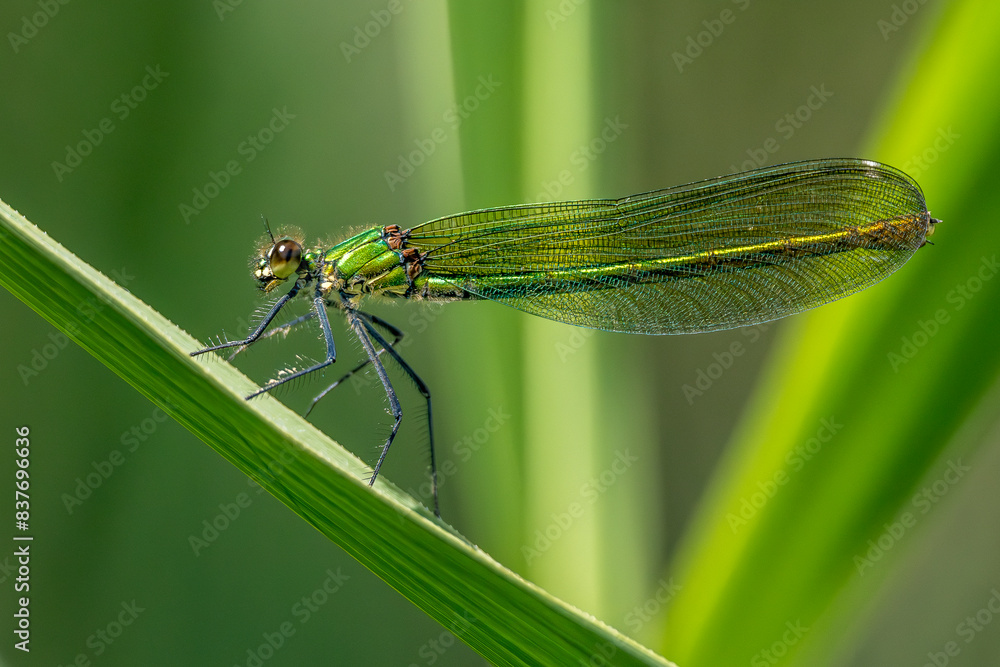 Dragonfly on a leaf in a green spot Dragonfly on a leaf in a green spot