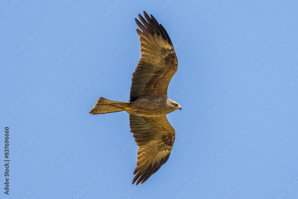 Fototapeta premium Black Kite in flight against a blue sky