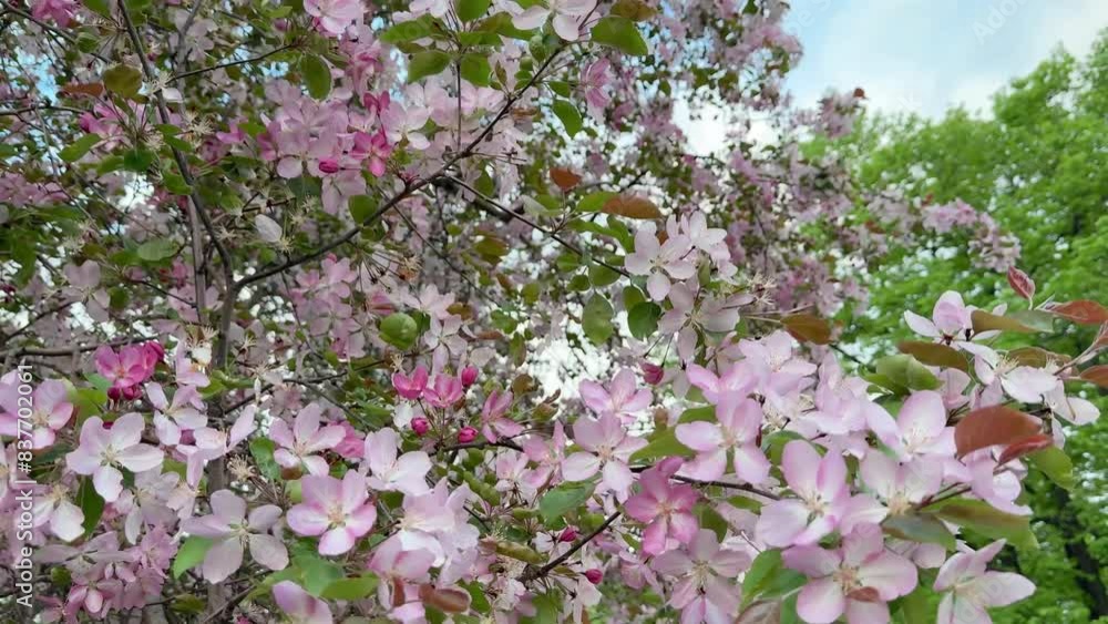 abundant spring flowering of pink apple trees. close-up of pink apple blossoms. a large flowering apple tree abundant spring flowering of pink apple trees. close-up of pink apple blossoms. a large flowering apple tree